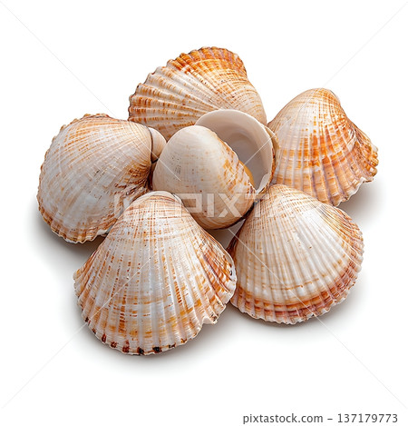 Close-up Collection of Beautiful Seashells Displaying Natural Patterns and Textures 137179773