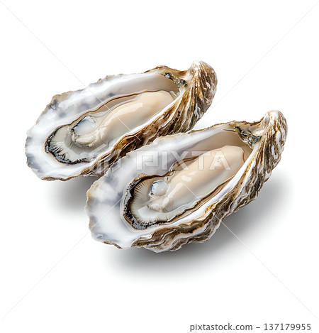 Freshly Shucked Oysters on White Background Perfect for Seafood Culinary Illustrations 137179955