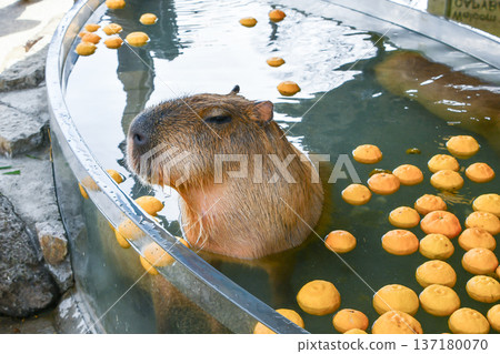 A capybara soaking in a yuzu bath A capybara soaking in a yuzu bath 137180070
