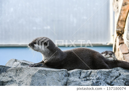 亞洲小爪水獺 137180074