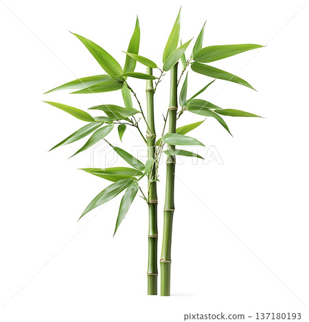 Delicious Creme Brulee Dessert in a White Ceramic Dish Ready to Be Enjoyed 137180193