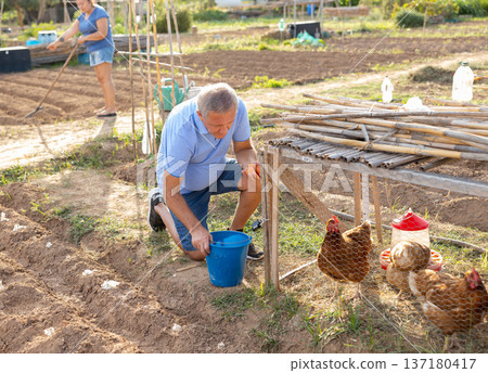 Senior man collecting eggs of chickens in coop on backyard 137180417