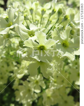 溫蒂青檸綠 溫蒂青檸綠 137181063