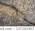 破裂的混凝土 137181067