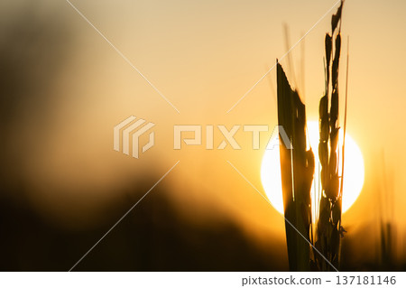 Sunset Silhouette with Warm Golden Light Sunset Silhouette with Warm Golden Light 137181146