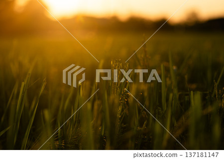 Sunset Silhouette with Warm Golden Light Sunset Silhouette with Warm Golden Light 137181147