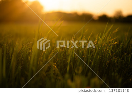 Sunset Silhouette with Warm Golden Light Sunset Silhouette with Warm Golden Light 137181148