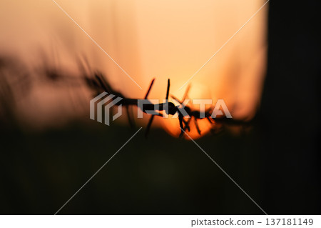 Sunset Silhouette with Warm Golden Light Sunset Silhouette with Warm Golden Light 137181149