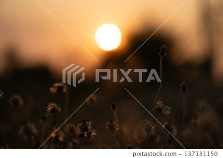 Sunset Silhouette with Warm Golden Light Sunset Silhouette with Warm Golden Light 137181150