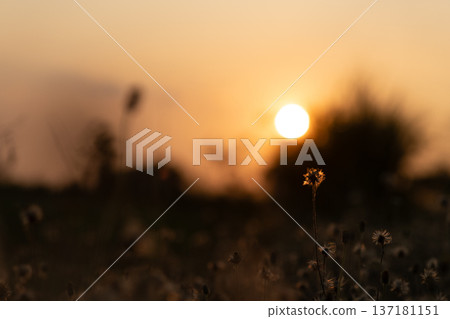 Sunset Silhouette with Warm Golden Light 137181151