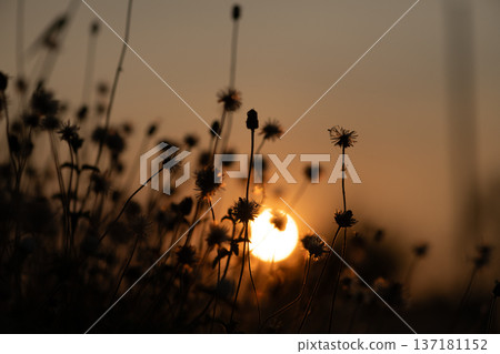 Sunset Silhouette with Warm Golden Light Sunset Silhouette with Warm Golden Light 137181152
