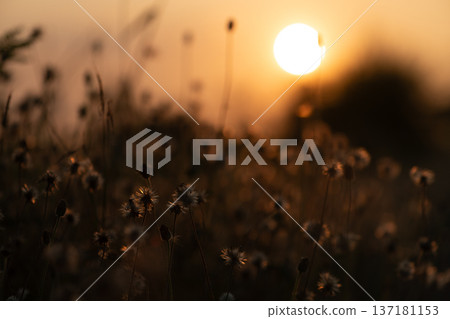 Sunset Silhouette with Warm Golden Light Sunset Silhouette with Warm Golden Light 137181153