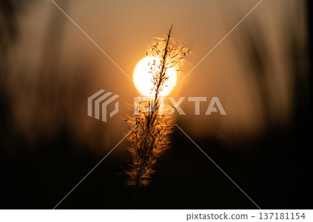 Sunset Silhouette with Warm Golden Light Sunset Silhouette with Warm Golden Light 137181154
