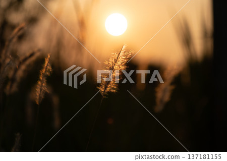 Sunset Silhouette with Warm Golden Light Sunset Silhouette with Warm Golden Light 137181155
