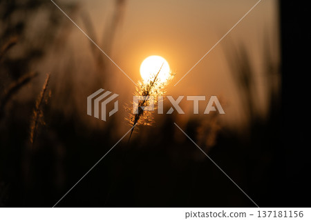 Sunset Silhouette with Warm Golden Light 137181156