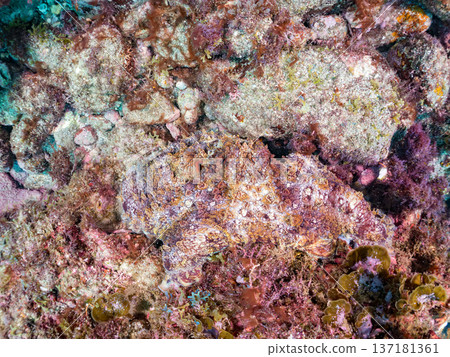 大型環紋章魚。其他。日本頂級浮潛地點之一。日本靜岡縣伊豆半島南伊豆町中木市堀浜 - 2025 大型環紋章魚。其他。日本頂級浮潛地點之一。日本靜岡縣伊豆半島南伊豆町中木市堀浜 - 2025 137181361