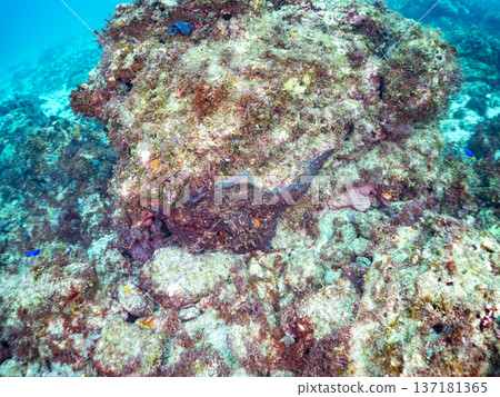 大型環紋章魚。其他。日本頂級浮潛地點之一。日本靜岡縣伊豆半島南伊豆町中木市堀浜 - 2025 137181365