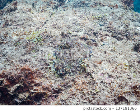 大型環紋章魚。其他。日本頂級浮潛地點之一。日本靜岡縣伊豆半島南伊豆町中木市堀浜 - 2025 大型環紋章魚。其他。日本頂級浮潛地點之一。日本靜岡縣伊豆半島南伊豆町中木市堀浜 - 2025 137181366