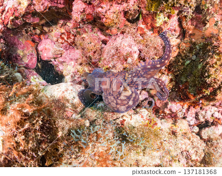 Large ringed octopus. Others. Hirizohama, Nakagi, Minamiizu Town, Izu Peninsula, Shizuoka Prefecture - 2025 One of Japan's leading snorkeling spots 137181368