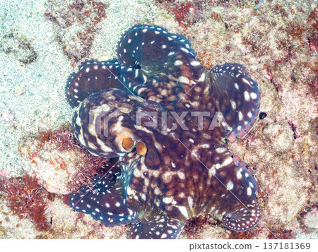 Large ringed octopus. Others. Hirizohama, Nakagi, Minamiizu Town, Izu Peninsula, Shizuoka Prefecture - 2025 One of Japan's leading snorkeling spots Large ringed octopus. Others. Hirizohama, Nakagi, Minamiizu Town, Izu Peninsula, Shizuoka Prefecture - 2025 One of Japan's leading snorkeling spots 137181369