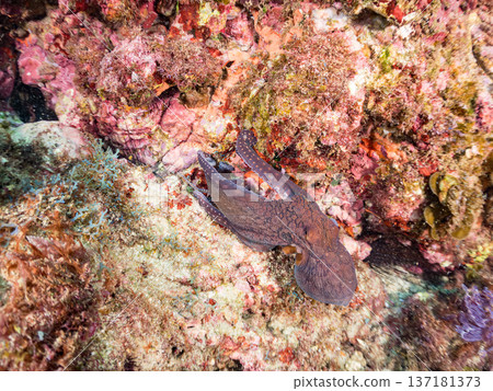 Large ringed octopus. Others. Hirizohama, Nakagi, Minamiizu Town, Izu Peninsula, Shizuoka Prefecture - 2025 One of Japan's leading snorkeling spots Large ringed octopus. Others. Hirizohama, Nakagi, Minamiizu Town, Izu Peninsula, Shizuoka Prefecture - 2025 One of Japan's leading snorkeling spots 137181373