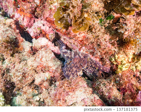 大型環紋章魚。其他。日本頂級浮潛地點之一。日本靜岡縣伊豆半島南伊豆町中木市堀浜 - 2025 137181375