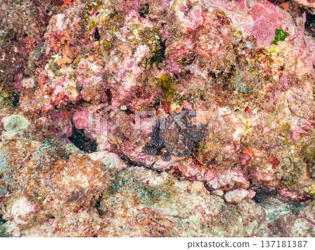 大型環紋章魚。其他。日本頂級浮潛地點之一。日本靜岡縣伊豆半島南伊豆町中木市堀浜 - 2025 137181387