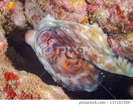 大型環紋章魚。其他。日本頂級浮潛地點之一。日本靜岡縣伊豆半島南伊豆町中木市堀浜 - 2025 137181389