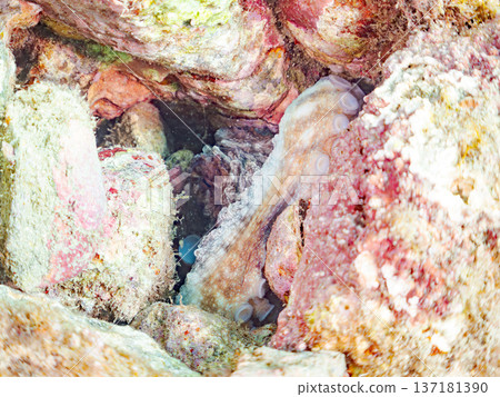 大型環紋章魚。其他。日本頂級浮潛地點之一。日本靜岡縣伊豆半島南伊豆町中木市堀浜 - 2025 大型環紋章魚。其他。日本頂級浮潛地點之一。日本靜岡縣伊豆半島南伊豆町中木市堀浜 - 2025 137181390