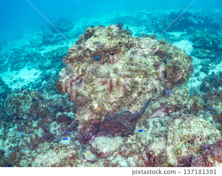 Large ringed octopus. Others. Hirizohama, Nakagi, Minamiizu Town, Izu Peninsula, Shizuoka Prefecture - 2025 One of Japan's leading snorkeling spots Large ringed octopus. Others. Hirizohama, Nakagi, Minamiizu Town, Izu Peninsula, Shizuoka Prefecture - 2025 One of Japan's leading snorkeling spots 137181391