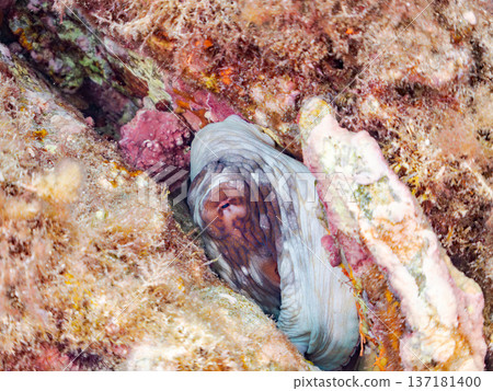 大型環紋章魚。其他。日本頂級浮潛地點之一。日本靜岡縣伊豆半島南伊豆町中木市堀浜 - 2025 大型環紋章魚。其他。日本頂級浮潛地點之一。日本靜岡縣伊豆半島南伊豆町中木市堀浜 - 2025 137181400