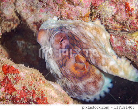 Large ringed octopus. Others. Hirizohama, Nakagi, Minamiizu Town, Izu Peninsula, Shizuoka Prefecture - 2025 One of Japan's leading snorkeling spots 137181405