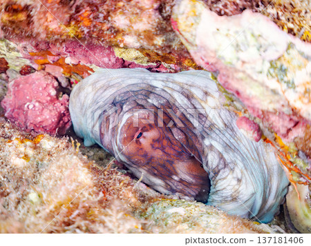 大型環紋章魚。其他。日本頂級浮潛地點之一。日本靜岡縣伊豆半島南伊豆町中木市堀浜 - 2025 137181406