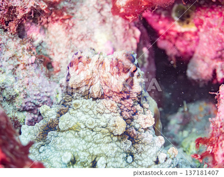 大型環紋章魚。其他。日本頂級浮潛地點之一。日本靜岡縣伊豆半島南伊豆町中木市堀浜 - 2025 137181407