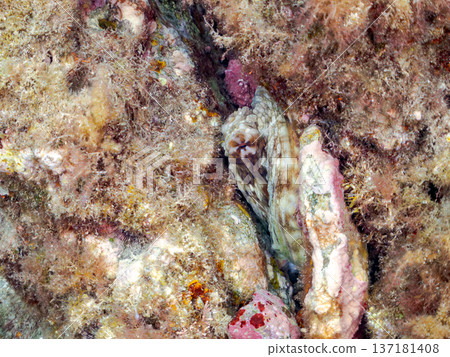 大型環紋章魚。其他。日本頂級浮潛地點之一。日本靜岡縣伊豆半島南伊豆町中木市堀浜 - 2025 大型環紋章魚。其他。日本頂級浮潛地點之一。日本靜岡縣伊豆半島南伊豆町中木市堀浜 - 2025 137181408