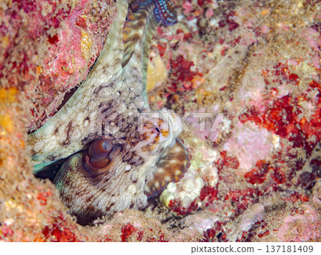 大型環紋章魚。其他。日本頂級浮潛地點之一。日本靜岡縣伊豆半島南伊豆町中木市堀浜 - 2025 137181409