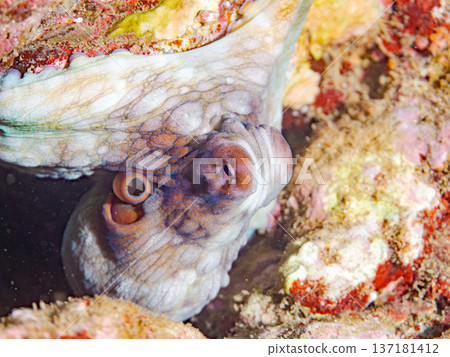 大型環紋章魚。其他。日本頂級浮潛地點之一。日本靜岡縣伊豆半島南伊豆町中木市堀浜 - 2025 137181412