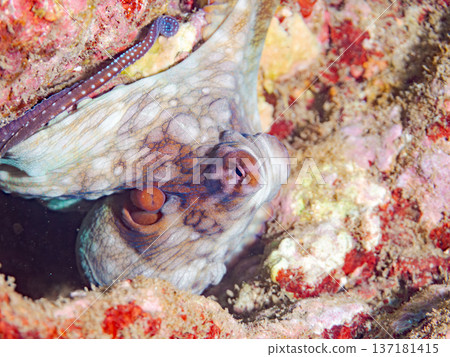 Large ringed octopus. Others. Hirizohama, Nakagi, Minamiizu Town, Izu Peninsula, Shizuoka Prefecture - 2025 One of Japan's leading snorkeling spots Large ringed octopus. Others. Hirizohama, Nakagi, Minamiizu Town, Izu Peninsula, Shizuoka Prefecture - 2025 One of Japan's leading snorkeling spots 137181415