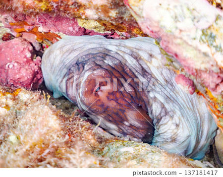 大型環紋章魚。其他。日本頂級浮潛地點之一。日本靜岡縣伊豆半島南伊豆町中木市堀浜 - 2025 大型環紋章魚。其他。日本頂級浮潛地點之一。日本靜岡縣伊豆半島南伊豆町中木市堀浜 - 2025 137181417