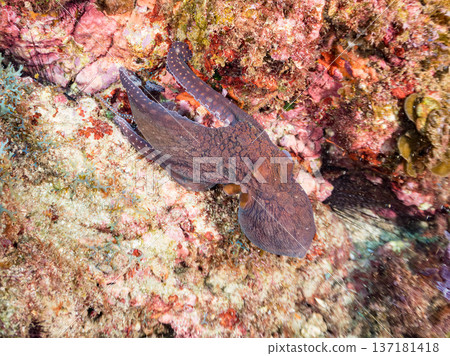 Large ringed octopus. Others. Hirizohama, Nakagi, Minamiizu Town, Izu Peninsula, Shizuoka Prefecture - 2025 One of Japan's leading snorkeling spots 137181418