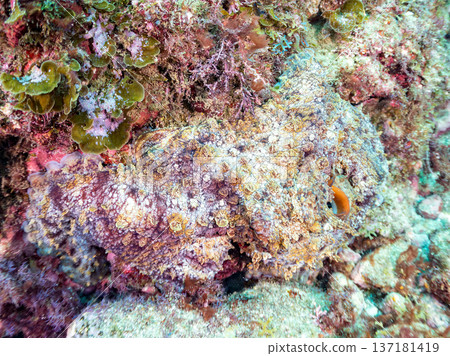 Large ringed octopus. Others. Hirizohama, Nakagi, Minamiizu Town, Izu Peninsula, Shizuoka Prefecture - 2025 One of Japan's leading snorkeling spots 137181419