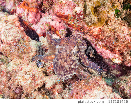 大型環紋章魚。其他。日本頂級浮潛地點之一。日本靜岡縣伊豆半島南伊豆町中木市堀浜 - 2025 大型環紋章魚。其他。日本頂級浮潛地點之一。日本靜岡縣伊豆半島南伊豆町中木市堀浜 - 2025 137181426