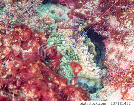 Large ringed octopus. Others. Hirizohama, Nakagi, Minamiizu Town, Izu Peninsula, Shizuoka Prefecture - 2025 One of Japan's leading snorkeling spots 137181432