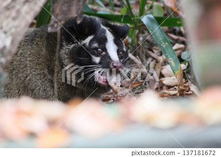Close-up of a eating palm civet, cute pest expression, wild animal 137181672