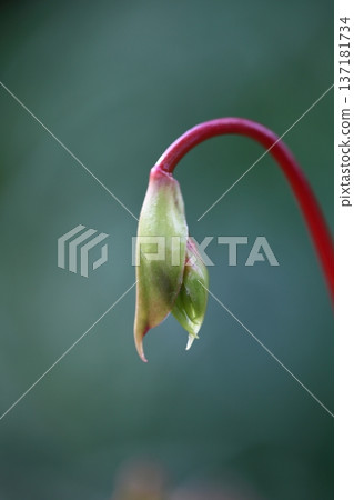Heliamphora nutans flower buds Heliamphora nutans flower buds 137181734