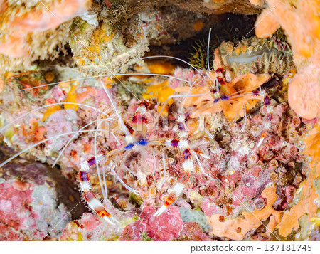 Beautiful Otohime shrimp. Others. Hirizohama Beach, Nakagi, Minamiizu Town, Izu Peninsula, Shizuoka Prefecture - 2025 One of the best snorkeling spots in Japan Beautiful Otohime shrimp. Others. Hirizohama Beach, Nakagi, Minamiizu Town, Izu Peninsula, Shizuoka Prefecture - 2025 One of the best snorkeling spots in Japan 137181745