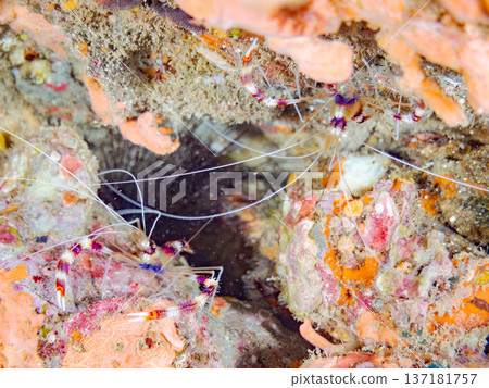 Beautiful Otohime shrimp. Others. Hirizohama Beach, Nakagi, Minamiizu Town, Izu Peninsula, Shizuoka Prefecture - 2025 One of the best snorkeling spots in Japan 137181757