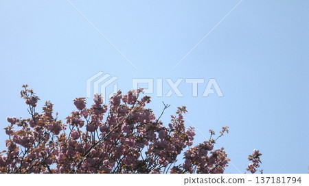 發光在藍天的桃紅色櫻花 發光在藍天的桃紅色櫻花 137181794