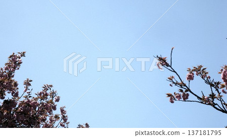 Pink cherry blossoms shining in the blue sky Pink cherry blossoms shining in the blue sky 137181795