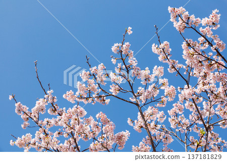 Cherry blossoms in full bloom shining in the blue sky 137181829